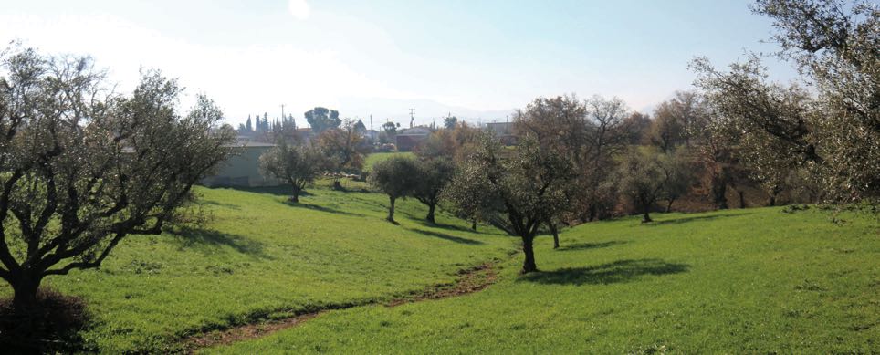 Ελαιώνες στα Κουνελέικα Χαϊκαλίου